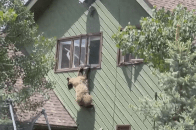 brown bear nature