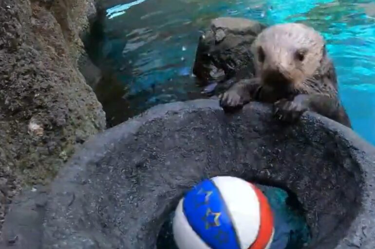 Otter baseketball