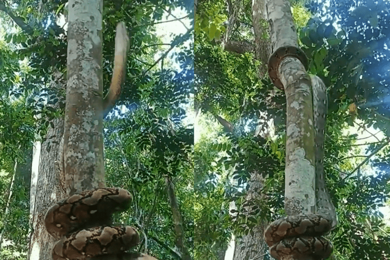 Python climbs a tree