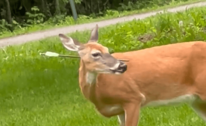 A deer with its mouth open