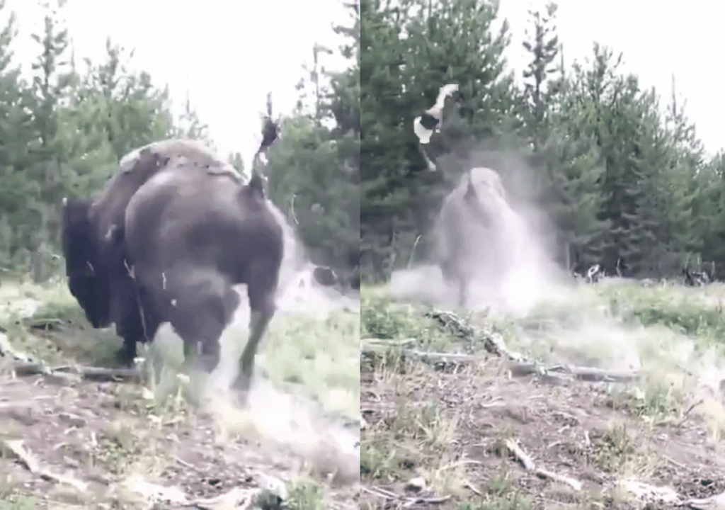 Little Girl Gets Absolutely Launched Into The Air By An Angry Bison In ...