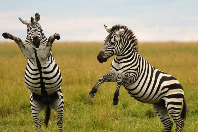 Zebras running in a field