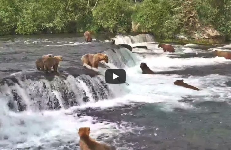 Bears playing in a river