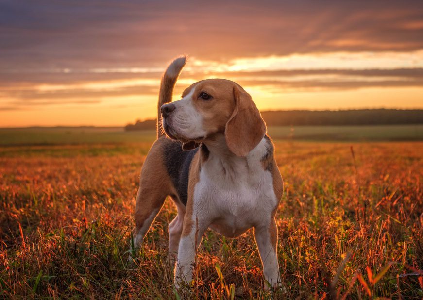 A dog standing in a field