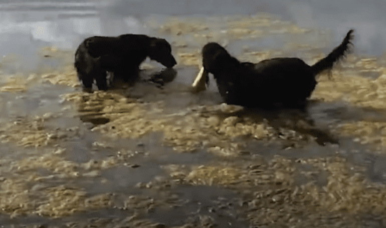 Two dogs playing in water