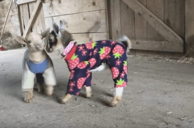 A goat wearing a colorful sweater