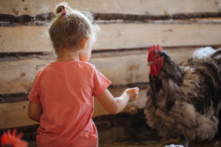 A child looking at a chicken