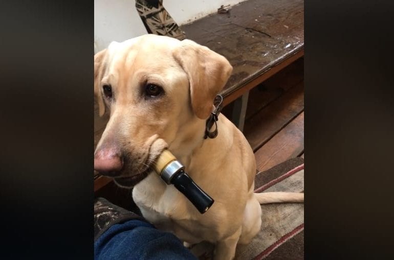 A dog with a gun in its mouth