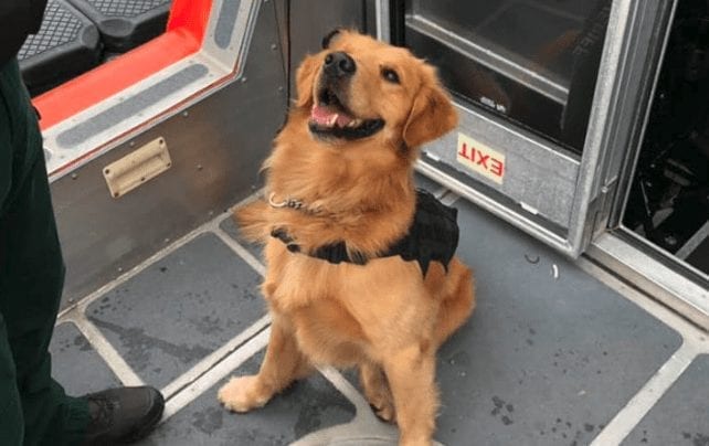 A dog sitting in a car