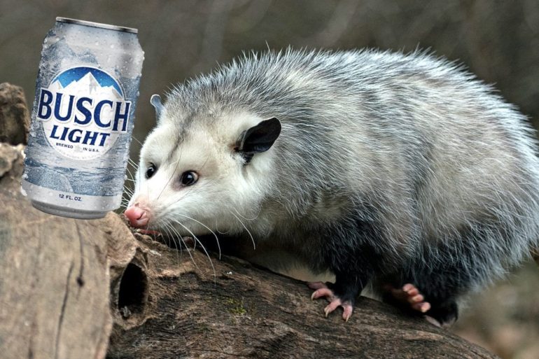A small rodent next to a can of soda