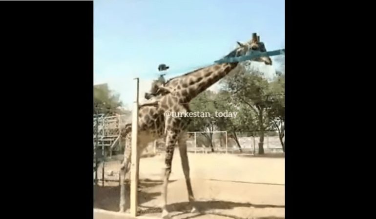 A giraffe in a zoo exhibit