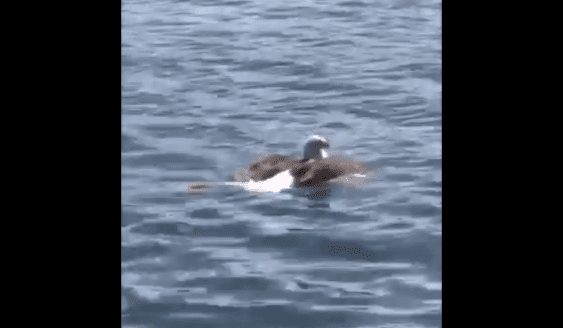 A bird swimming in water