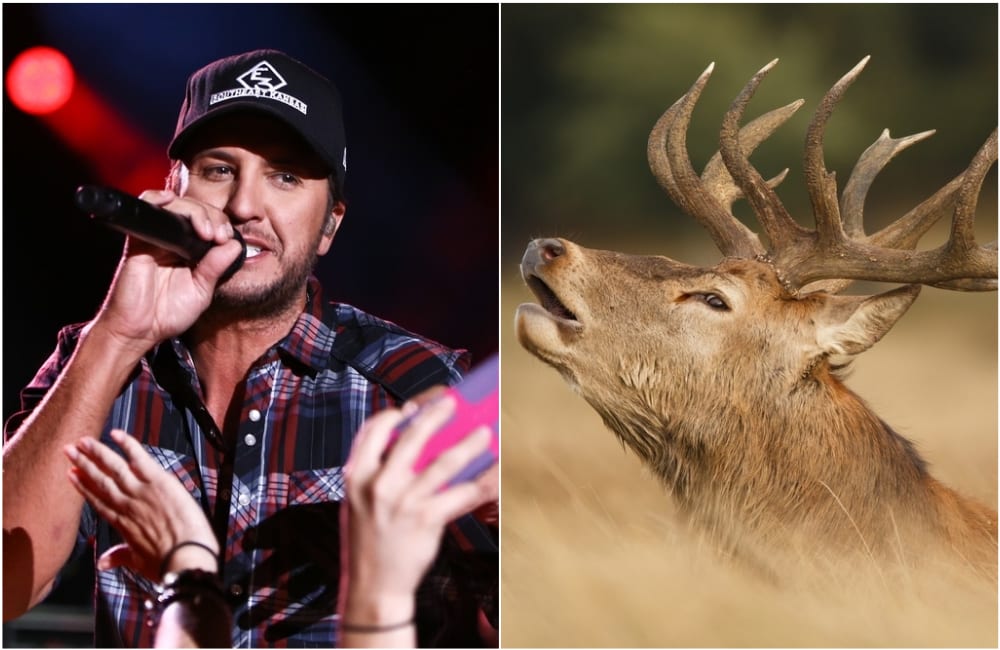 Luke Bryan with a microphone and a deer with a guitar in front of him
