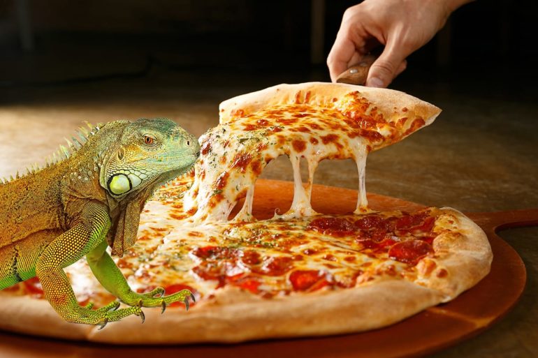 A lizard eating a slice of pizza