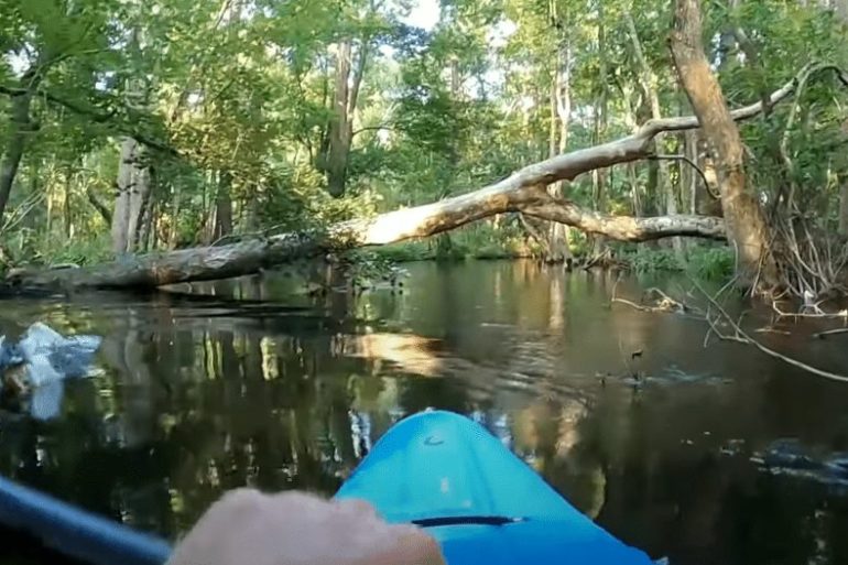 A river with trees and a fallen tree