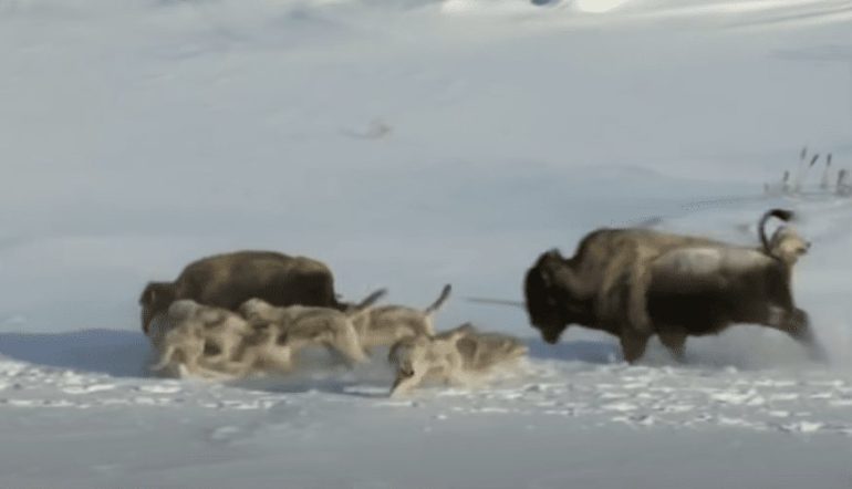 A group of animals walking in the snow