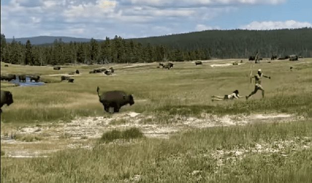 A group of animals run through a field