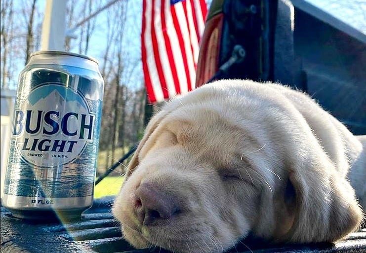 A dog lying on a bench next to a can of soda