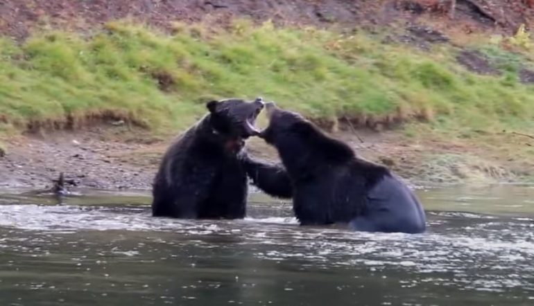 Bears playing in the water