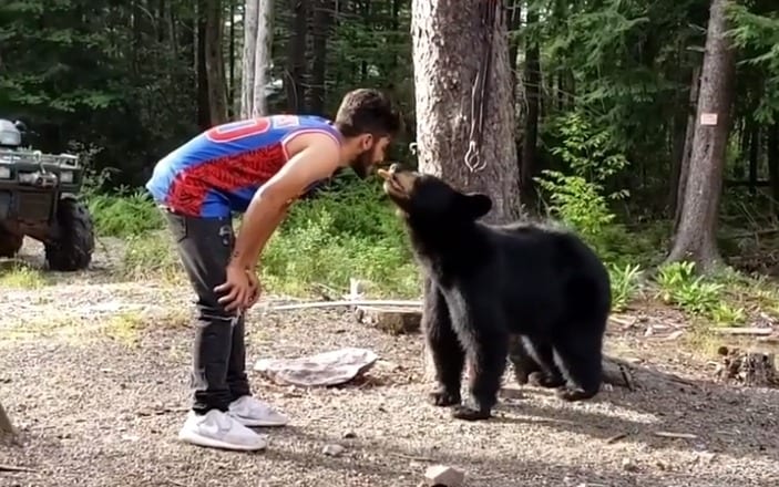 A person feeding a bear
