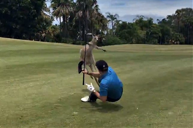 A person playing golf with a cat