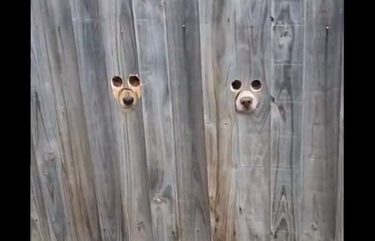 A dog poking its head through a hole in a wood surface