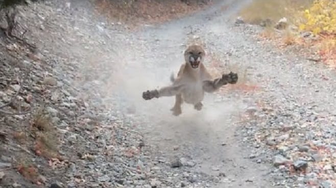 Jogger's viral video of a stalking mountain lion has the outdoor world shook - cover