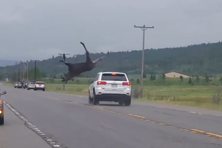A bird flying over a road