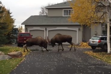 Moose outoodrs