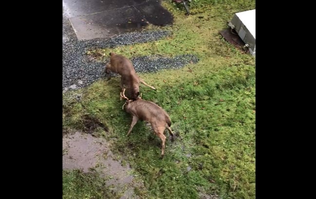 Two dogs in a yard