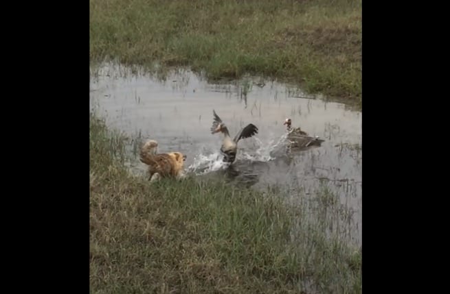 A group of animals in a pond