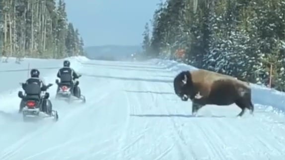 A bear and a motorcycle in the snow