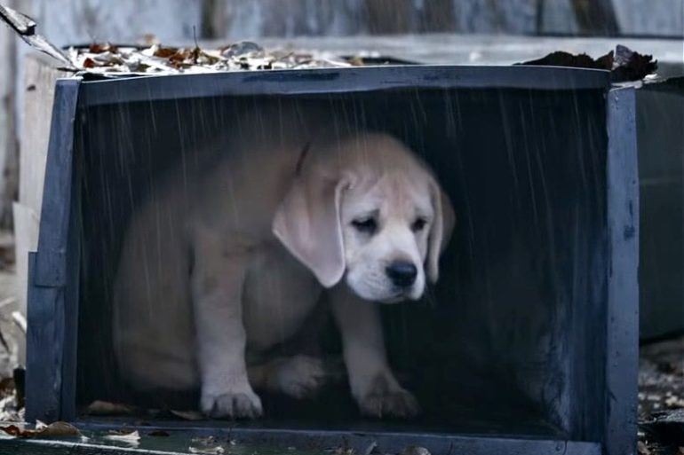 A dog in a dog house