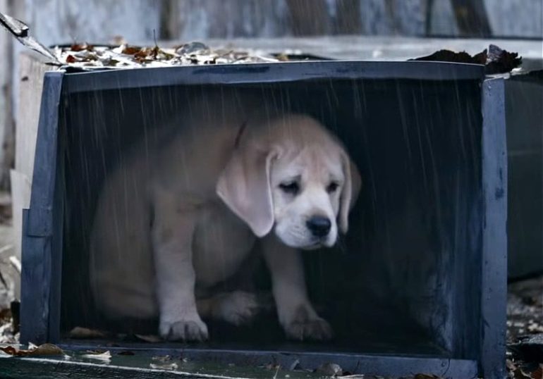 A dog in a dog house