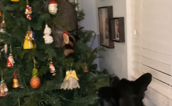 A cat looking at a christmas tree