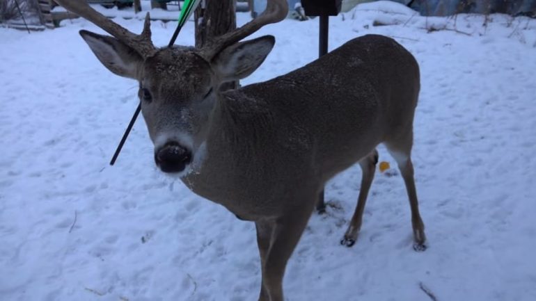 A deer in the snow