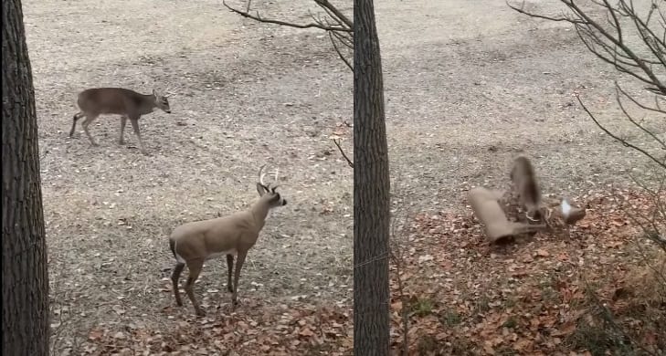 A group of deer in a field