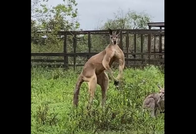 A kangaroo standing in grass