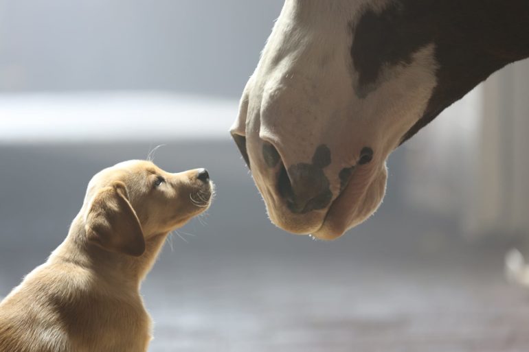 A giraffe and a dog