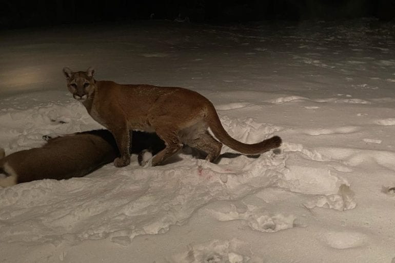 Mountain lion colorado