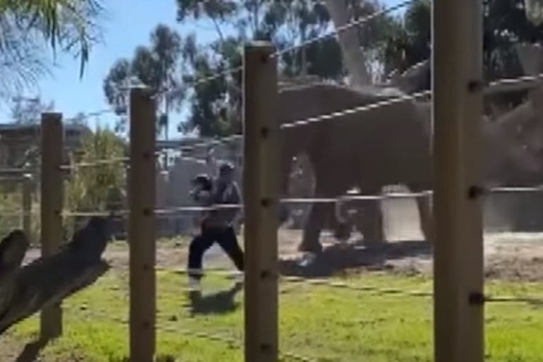 Dad takes daughter into elephant cage