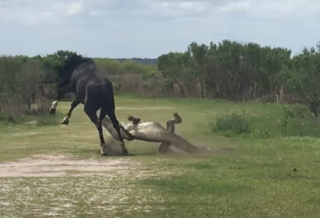 This wild horse-gator brawl provides a valuable lesson to us all - cover