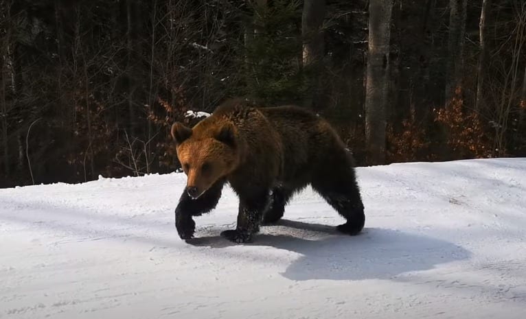 A bear walking in the snow