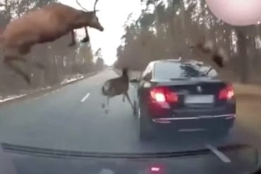 Deer bmw crash