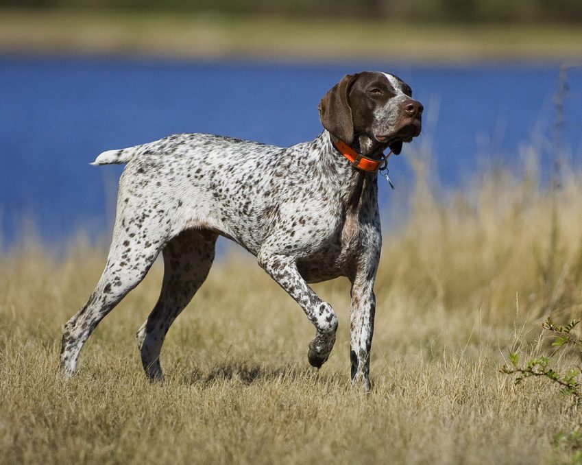 A dog running in a field