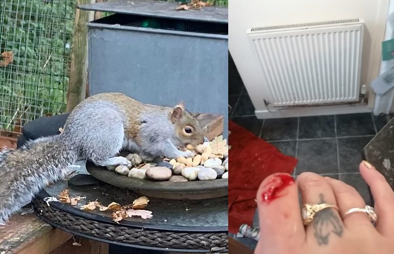 squirrel bite