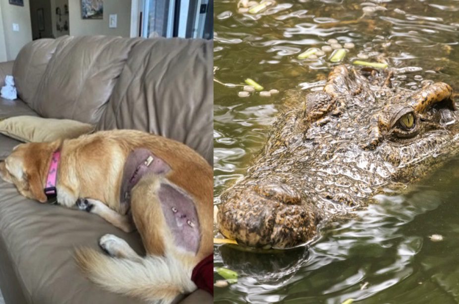74-Year-Old Florida Woman Pounces On Alligator To Save Her Dog ...