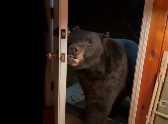 A bear in a cabin