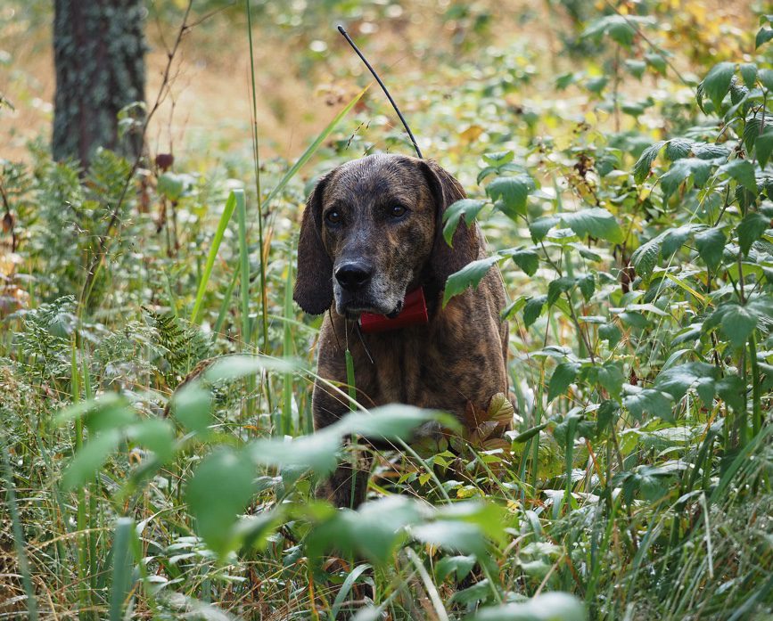 A dog in a bush