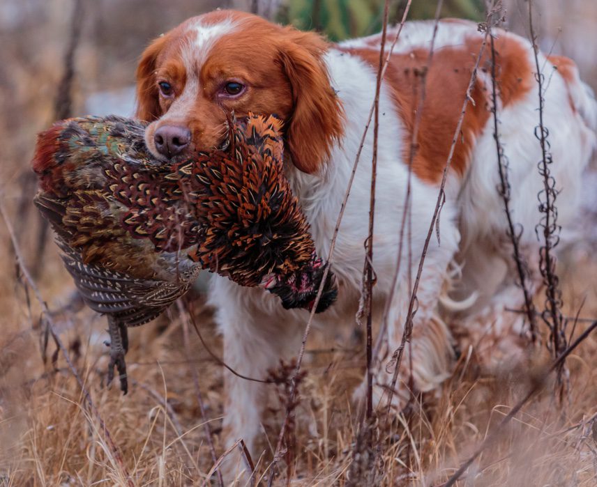 A dog with a chicken head